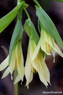 Flowers with leaves